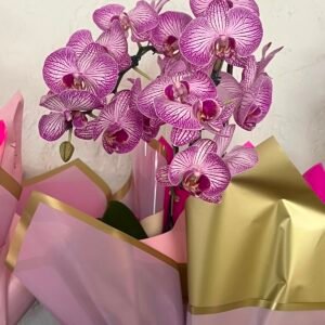 orquídea
