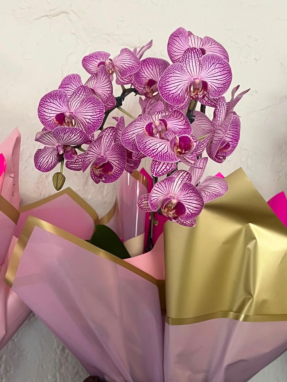 orquídea