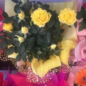 mini rosa