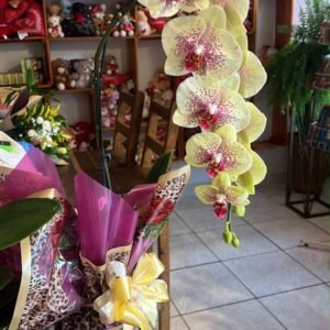 orquídea cascata