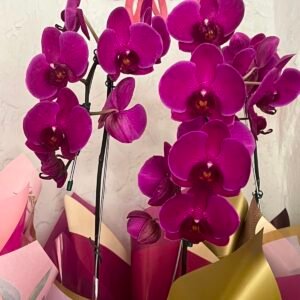 orquídea