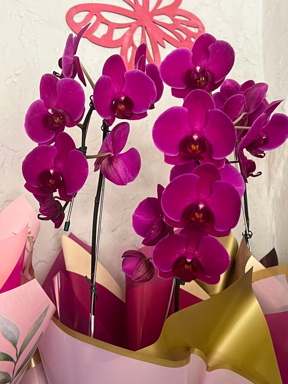 orquídea