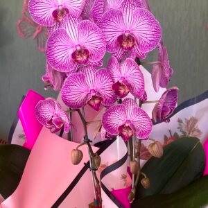 orquídea