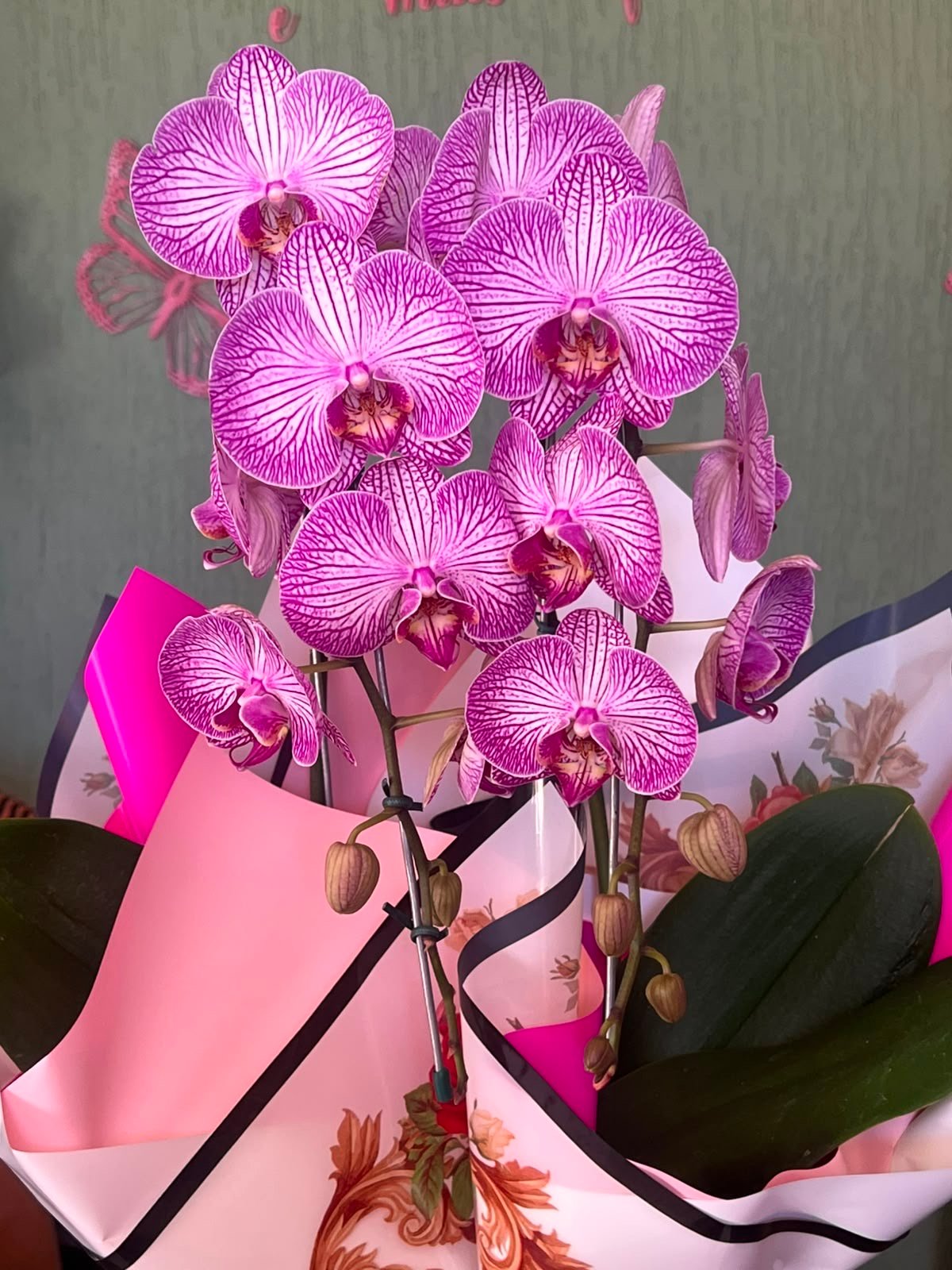 orquídea