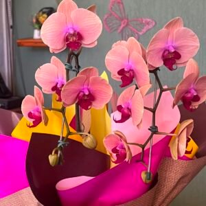 orquídea