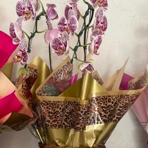 orquídea