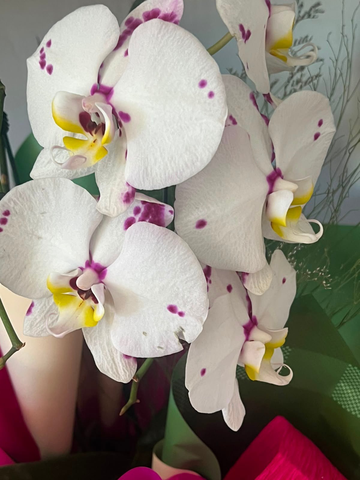 orquídea